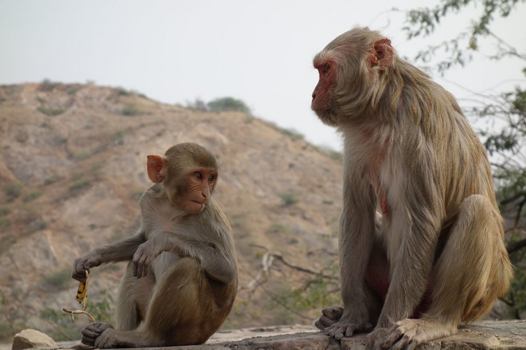 Monkeys