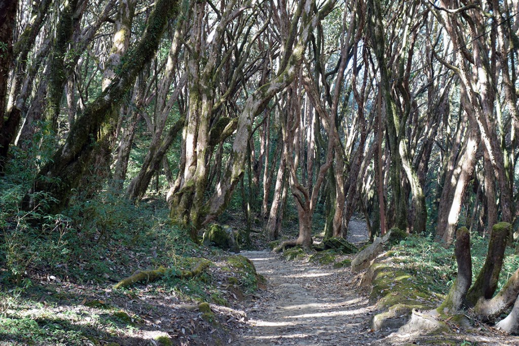 Forêt