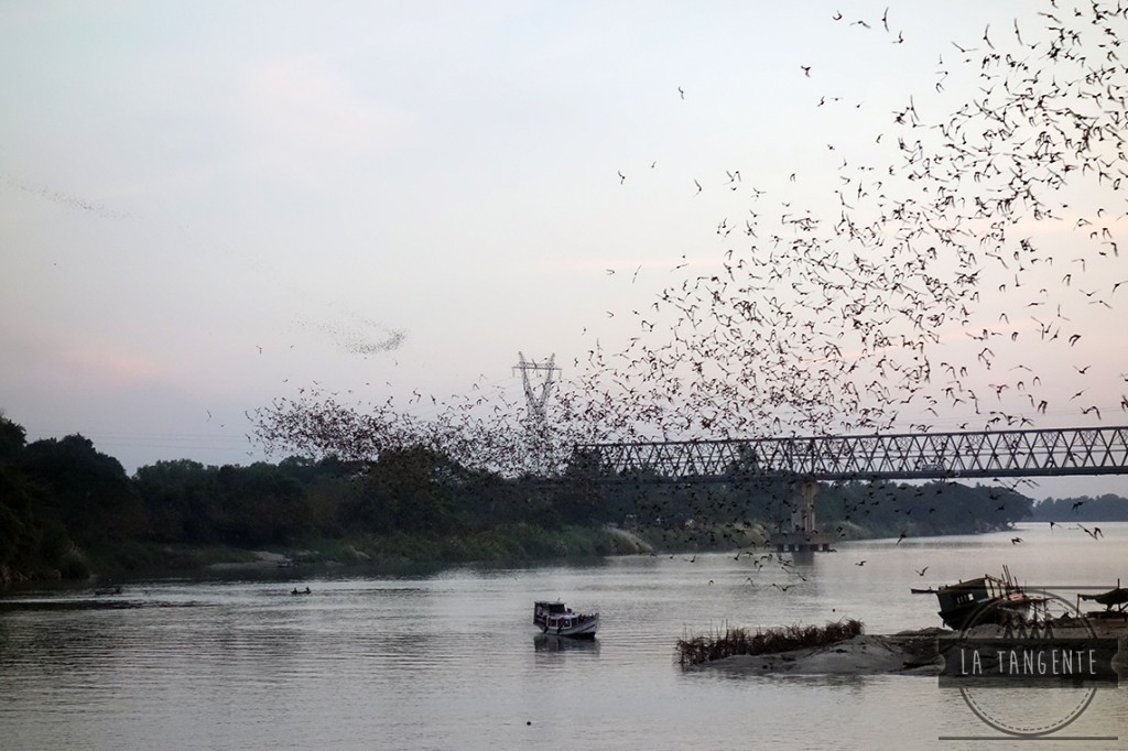 Bats