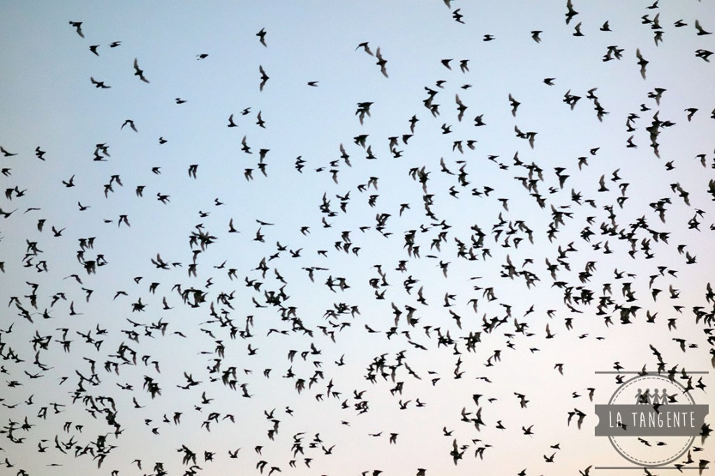 Bats