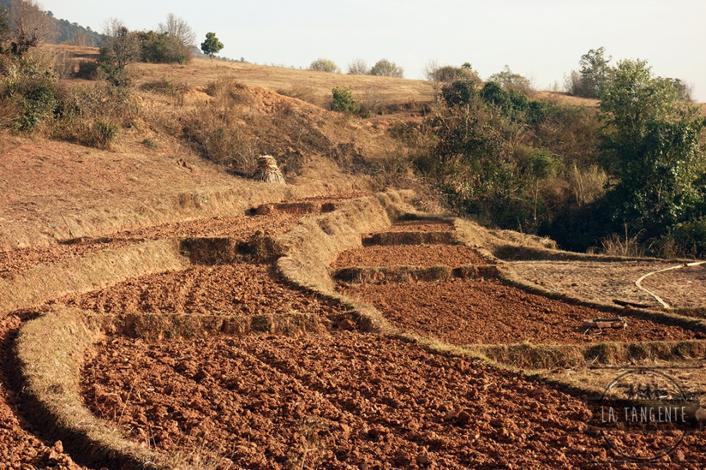 Fields