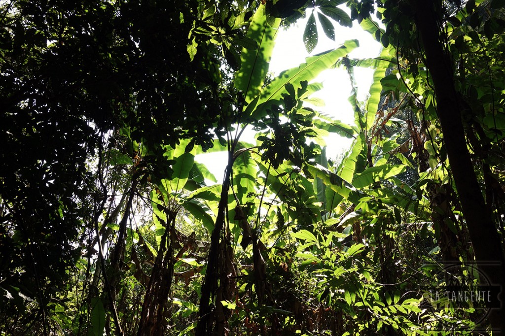 Jungle