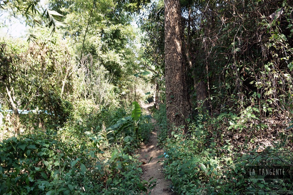 Jungle
