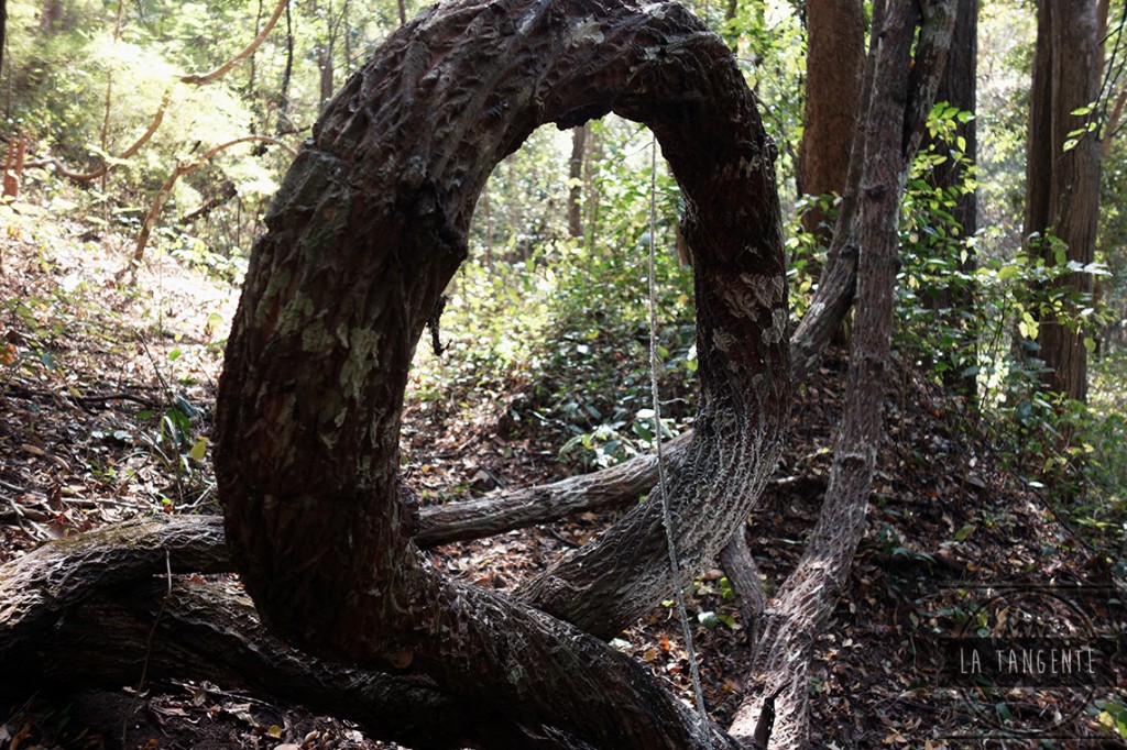 Un arbre qui a grandit bourré