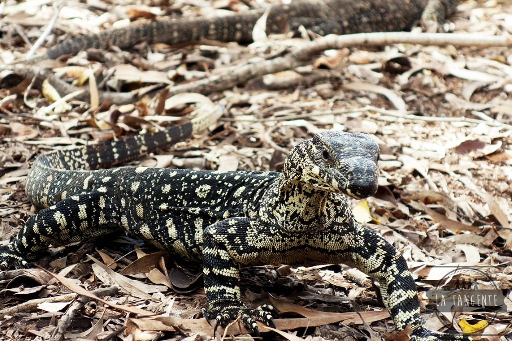 Gros lézard