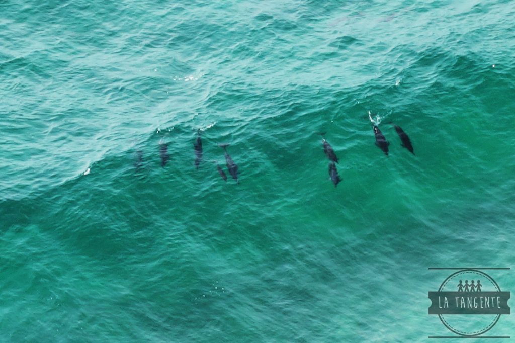 Dolphins powaaa (meilleurs que moi en surf)
