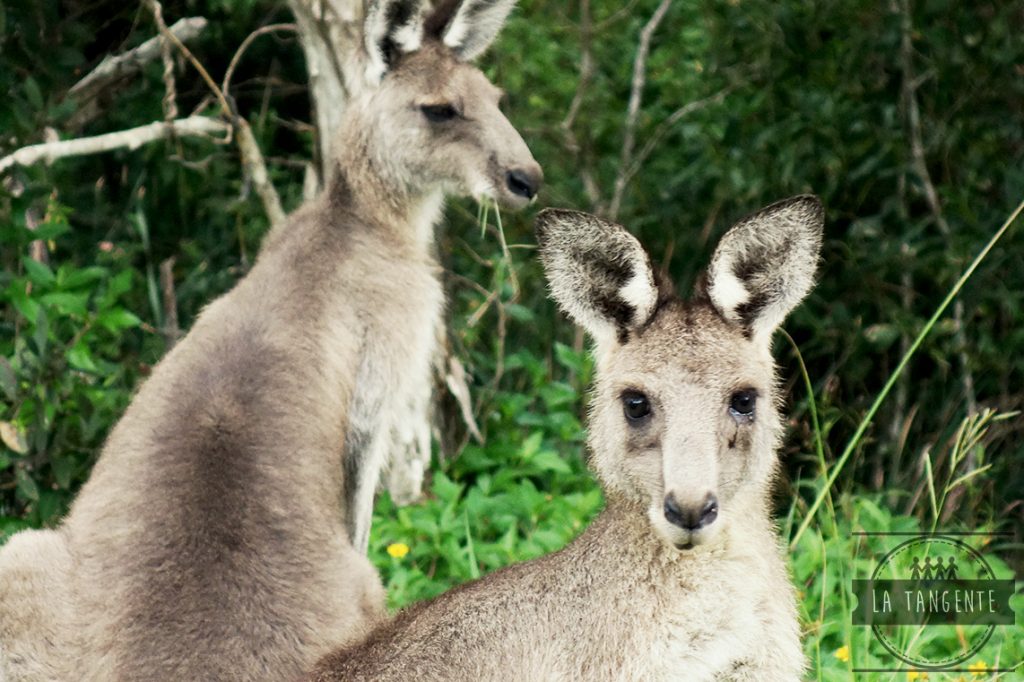 Kangoos