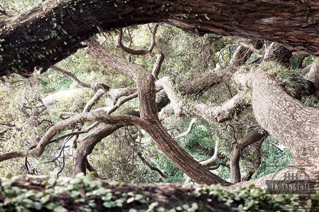 Vieux arbres