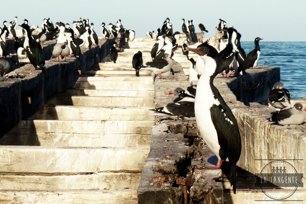 Ah non, c'pas un pingouin