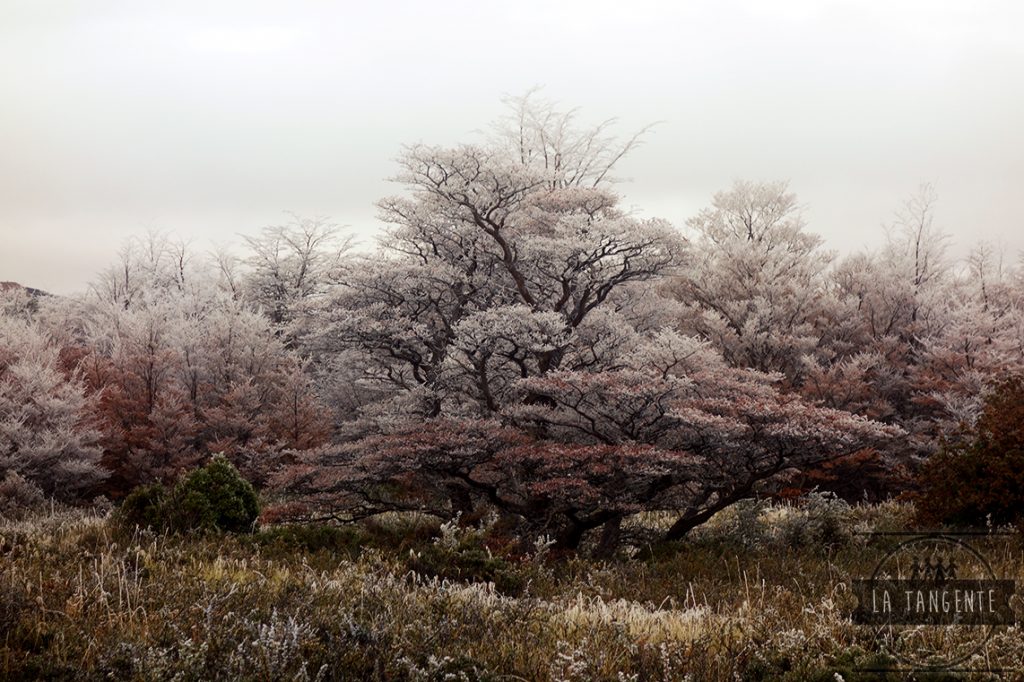 Superbe arbre, superbes couleurs