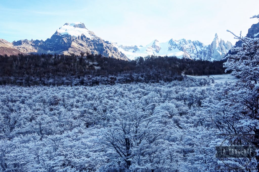 Forêt de glace