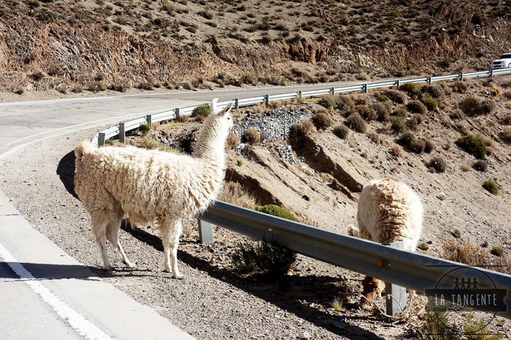 Un lama ? Il devrait être mort !