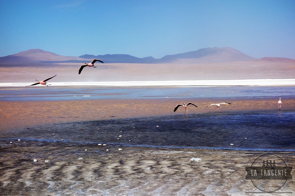 Vol de flaments roses
